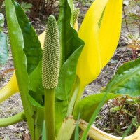 American Skunk Cabbage